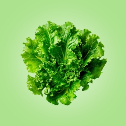 Lettuce (Bunch)