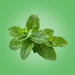 Mint (Bunch)