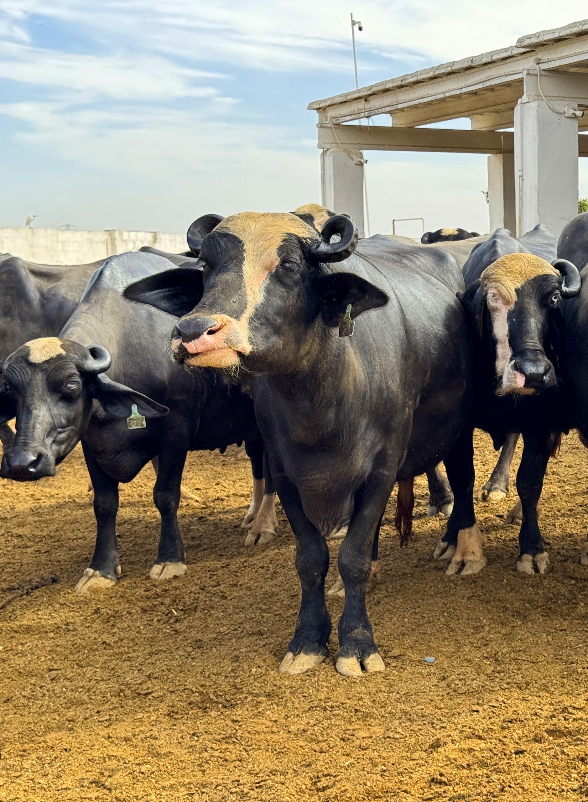 Neeli Ravi Buffaloes